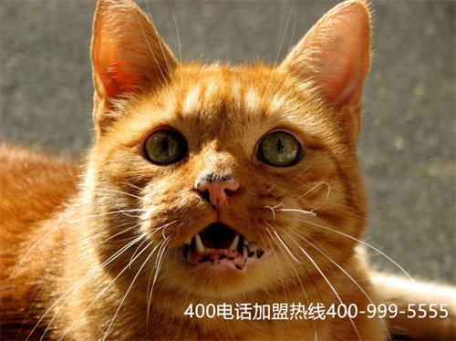 400電話辦理找信通網(wǎng)贏(美團(tuán)24小時(shí)投訴電話)